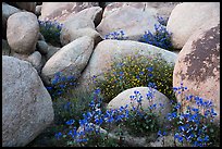 Wildflowers growing between boulders. Sand to Snow National Monument, California, USA ( color)
