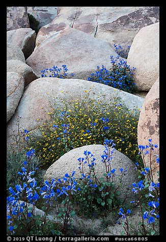 Wildflowers growing among boulders. Sand to Snow National Monument, California, USA (color)