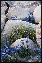Wildflowers growing among boulders. Sand to Snow National Monument, California, USA ( color)
