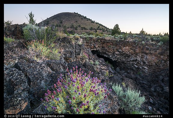 Wildflowers, entrance of Big Painted Cave, Schonchin Butte, dawn. Lava Beds National Monument, California, USA (color)
