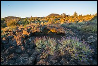 Wildflowers, lava, and distant buttes at sunrise. Lava Beds National Monument, California, USA ( color)
