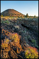 Wildflowers, Big Painted Cave entrance and Schonchin Butte. Lava Beds National Monument, California, USA ( color)