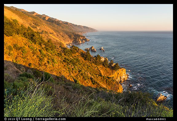Blooms and costline from Partington Point at sunset. Big Sur, California, USA