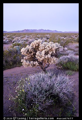 Wildflowers, Cholla cactus, Piute Mountains at dawn. Mojave Trails National Monument, California, USA (color)