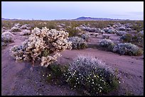 Wildflowers and Cholla cactus in Ward Valley at dawn. Mojave Trails National Monument, California, USA ( color)