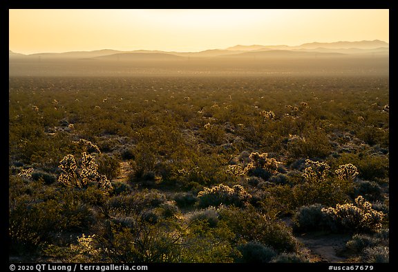 Backlit Cholla cactus at sunrise. Mojave Trails National Monument, California, USA (color)