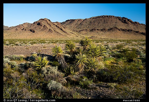 Yucca and Sacramento Mountains, Bigelow Cholla Garden Wilderness. Mojave Trails National Monument, California, USA