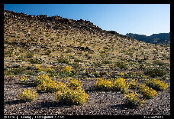 Brittlebush and Sacramento Mountains, Bigelow Cholla Garden Wilderness. Mojave Trails National Monument, California, USA