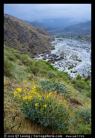 Brittlebush and Whitewater River valley. Sand to Snow National Monument, California, USA