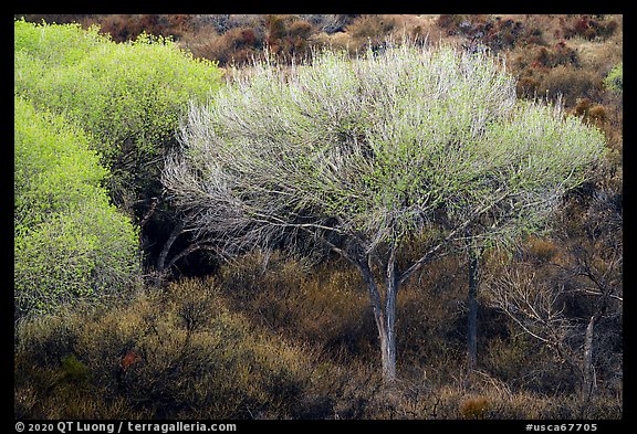 Tree with new leaves, Big Morongo Preserve. Sand to Snow National Monument, California, USA (color)