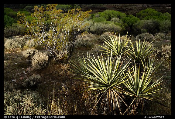 Yucca and wetlands, Big Morongo Preserve. Sand to Snow National Monument, California, USA (color)