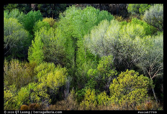 Trees with new spring leaves from above, Big Morongo Preserve. Sand to Snow National Monument, California, USA