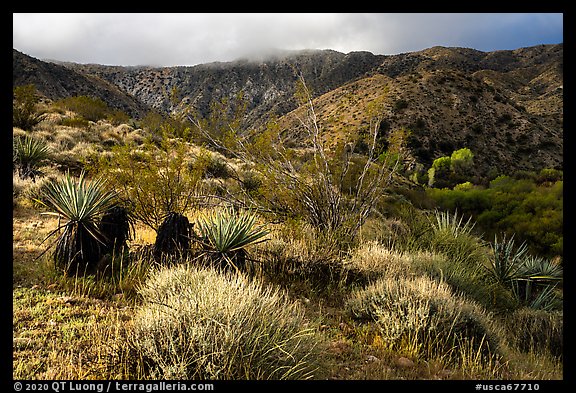 Desert scrub and Little San Bernardino Mountains, Big Morongo Preserve. Sand to Snow National Monument, California, USA