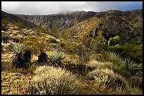 Desert scrub and Little San Bernardino Mountains, Big Morongo Preserve. Sand to Snow National Monument, California, USA ( color)