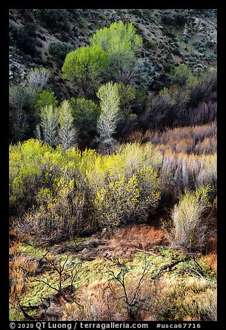 Westlands and trees from above, Big Morongo Preserve. Sand to Snow National Monument, California, USA (color)