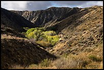 Little San Bernardino Mountains, Big Morongo Preserve. Sand to Snow National Monument, California, USA ( color)