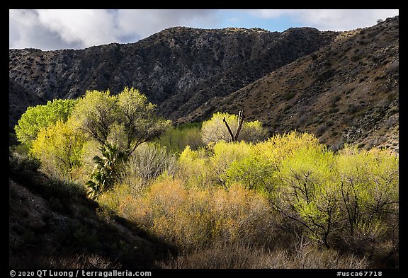 Trees in the spring in valley below Little San Bernardino Mountains, Big Morongo Preserve. Sand to Snow National Monument, California, USA