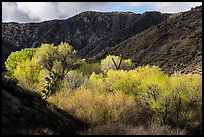 Trees in the spring in valley below Little San Bernardino Mountains, Big Morongo Preserve. Sand to Snow National Monument, California, USA ( color)