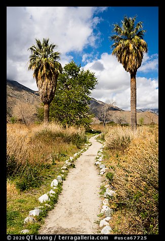 Path and palm trees, Whitewater Preserve. Sand to Snow National Monument, California, USA