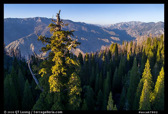 Aerial view of Boole Tree crown and Kings Canyon. Giant Sequoia National Monument, Sequoia National Forest, California, USA (color)