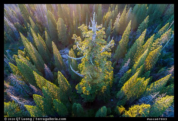 Aerial view of Boole Tree. Giant Sequoia National Monument, Sequoia National Forest, California, USA (color)