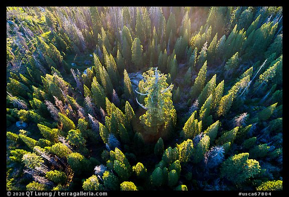 Aerial view of Boole Tree sequoia among pine trees. Giant Sequoia National Monument, Sequoia National Forest, California, USA (color)