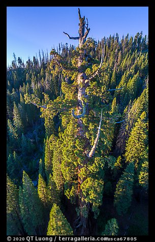 Aerial view of Boole Tree crown. Giant Sequoia National Monument, Sequoia National Forest, California, USA (color)
