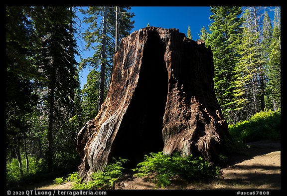 Chicago Stump, Converse Basin. Giant Sequoia National Monument, Sequoia National Forest, California, USA (color)