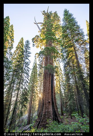 Boole Tree giant sequoia, sunrise. Giant Sequoia National Monument, Sequoia National Forest, California, USA (color)