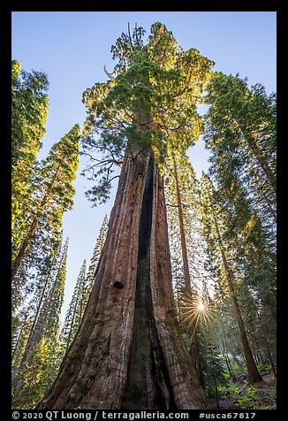 Boole Tree and sunstar. Giant Sequoia National Monument, Sequoia National Forest, California, USA (color)