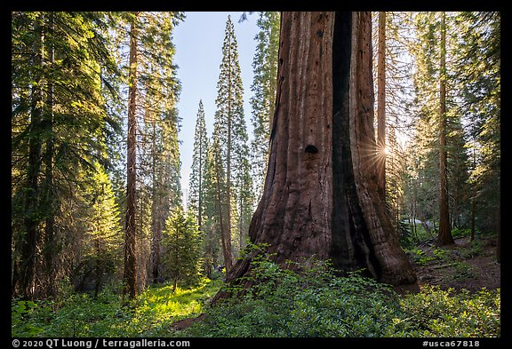 Base of Boole Tree and sun star. Giant Sequoia National Monument, Sequoia National Forest, California, USA (color)