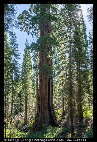 Giant sequoia (Boole Tree) in forest, Converse Basin Grove. Giant Sequoia National Monument, Sequoia National Forest, California, USA (color)