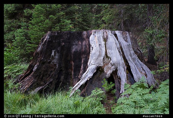 Sequoia stump, Indian Basin. Giant Sequoia National Monument, Sequoia National Forest, California, USA (color)