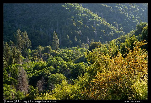 Dense springtime vegetation on Tule River Valley slopes. Giant Sequoia National Monument, Sequoia National Forest, California, USA