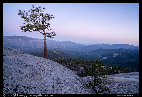 Tree on Dome Rock. Giant Sequoia National Monument, Sequoia National Forest, California, USA