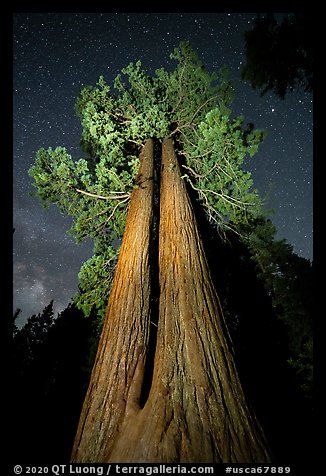 Twin sequoia trees and starry sky, Long Meadow Grove. Giant Sequoia National Monument, Sequoia National Forest, California, USA (color)