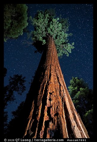 Giant sequoia trees at night, Long Meadow Grove. Giant Sequoia National Monument, Sequoia National Forest, California, USA