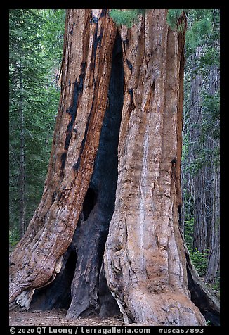 Base of Giant Sequoia tree with fire scar, Long Meadow Grove. Giant Sequoia National Monument, Sequoia National Forest, California, USA