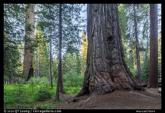Giant sequoia tree, Long Meadow Grove. Giant Sequoia National Monument, Sequoia National Forest, California, USA
