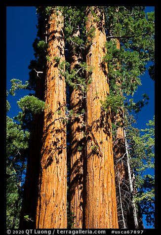 Sentinel group of sequoias, Long Meadow Grove. Giant Sequoia National Monument, Sequoia National Forest, California, USA (color)