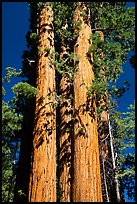Sentinel group of sequoias, Long Meadow Grove. Giant Sequoia National Monument, Sequoia National Forest, California, USA ( color)