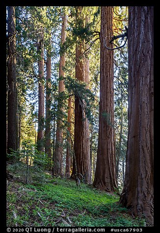 McIntyre Grove of giant sequoias. Giant Sequoia National Monument, Sequoia National Forest, California, USA (color)