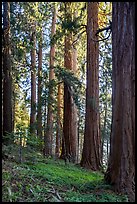 McIntyre Grove of giant sequoias. Giant Sequoia National Monument, Sequoia National Forest, California, USA ( color)