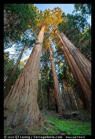 Looking up giant sequoias trees at sunset, McIntyre Grove. Giant Sequoia National Monument, Sequoia National Forest, California, USA