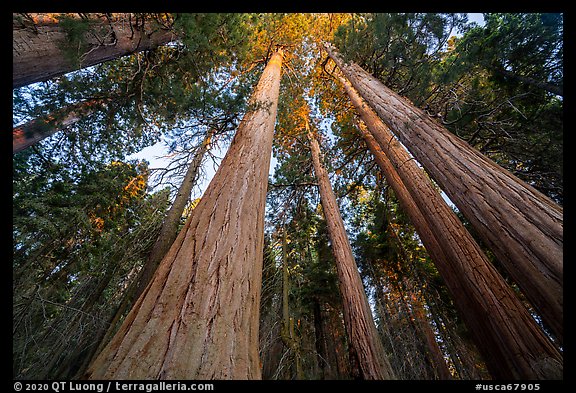 Looking up McIntyre Grove grove of giant sequoias trees at sunset. Giant Sequoia National Monument, Sequoia National Forest, California, USA