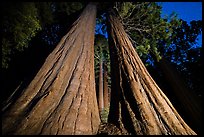 Sequoia trees seen between twin trunks at night, McIntyre Grove. Giant Sequoia National Monument, Sequoia National Forest, California, USA ( color)