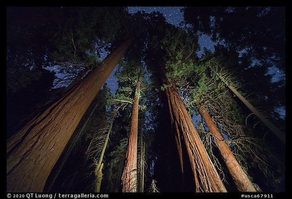 McIntyre Grove of giant sequoia trees at night. Giant Sequoia National Monument, Sequoia National Forest, California, USA