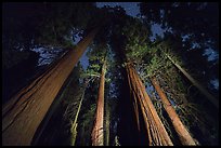 McIntyre Grove of giant sequoia trees at night. Giant Sequoia National Monument, Sequoia National Forest, California, USA ( color)