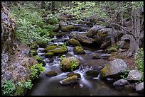 Creek in forest, Middle Fork Tule River. Giant Sequoia National Monument, Sequoia National Forest, California, USA ( color)