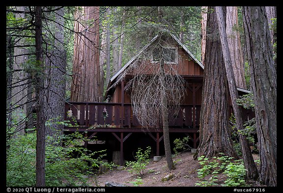 Cabin among sequoia trees, Belknap Grove. Giant Sequoia National Monument, Sequoia National Forest, California, USA